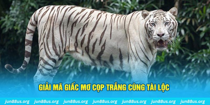 Mơ Thấy Cọp Trắng Xuất Hiện? Khám Phá Ý Nghĩa Với Jun88 6 Giải mã giấc mơ cọp trắng cùng tài lộc