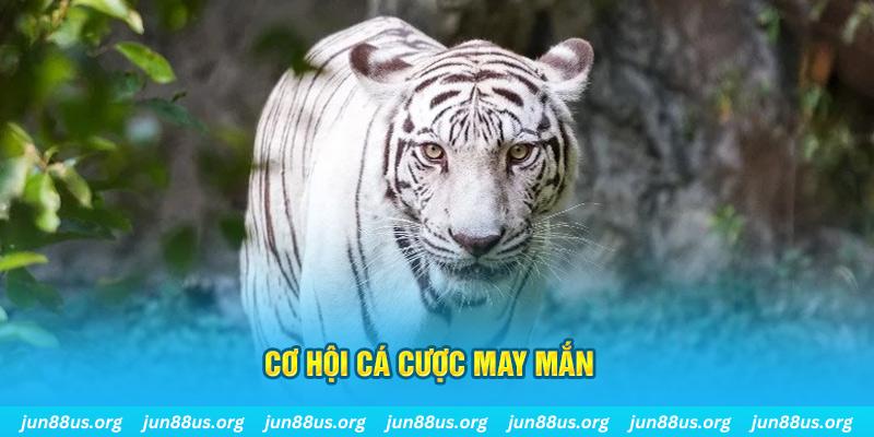 Mơ Thấy Cọp Trắng Xuất Hiện? Khám Phá Ý Nghĩa Với Jun88 7 Cơ hội cá cược may mắn